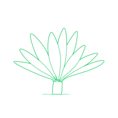 Plants Cycads Chestnut Dioon Silhouette Svg Vector, Free Vectors File